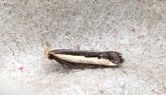 Dichomeris serrativittella