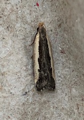 Dichomeris serrativittella