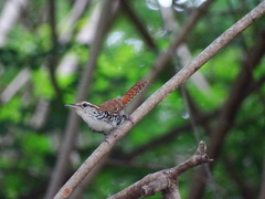 Thryophilus pleurostictus