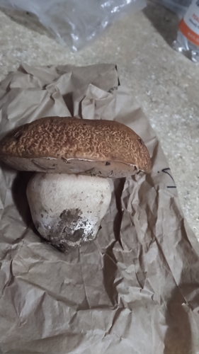 Boletus edulis (Photo 2 of 2)