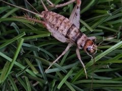 Gryllodes sigillatus