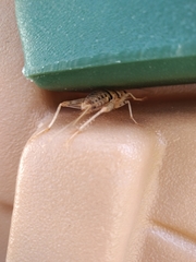 Gryllodes sigillatus