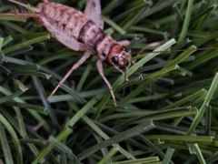 Gryllodes sigillatus