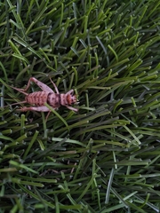 Gryllodes sigillatus