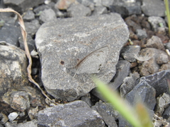 Ypthima asterope mahratta