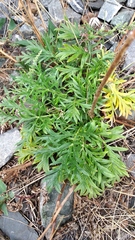 Potentilla tergemina