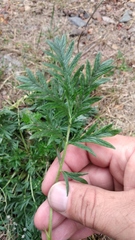 Potentilla tergemina