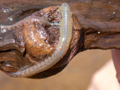 Phyllodocida
