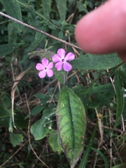 Phlox amplifolia