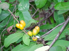 Casearia dolichophylla