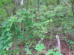 Casearia dolichophylla