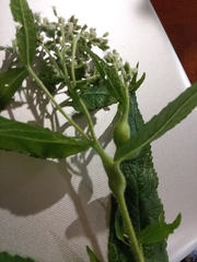 Neolasioptera perfoliata