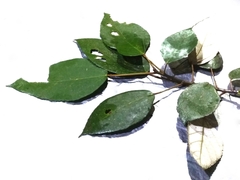 Ficus grossularioides