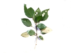 Ficus grossularioides