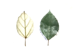 Ficus grossularioides