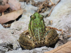Lithobates berlandieri