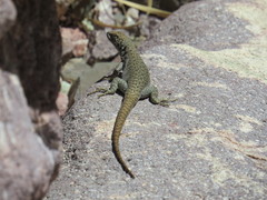 Liolaemus austromendocinus