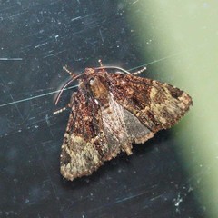 Phosphila turbulenta