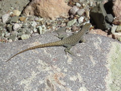 Liolaemus austromendocinus