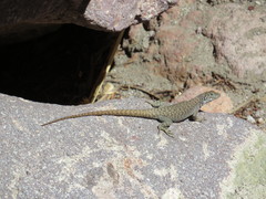 Liolaemus austromendocinus