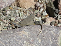 Liolaemus austromendocinus