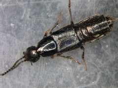 Philonthus quisquiliarius