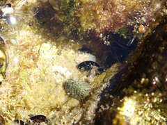 Lepidochitona caprearum