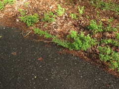 Desmodium marilandicum