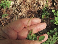 Desmodium marilandicum