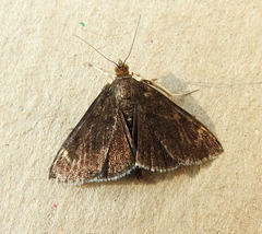 Pyrausta niveicilialis