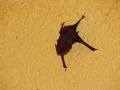Balantiopteryx plicata