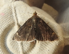 Pyrausta niveicilialis