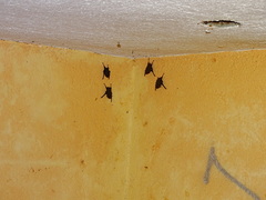 Balantiopteryx plicata