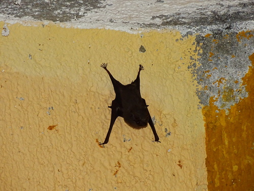 Gray Sac-winged Bat