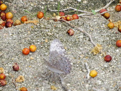 Hamadryas glauconome