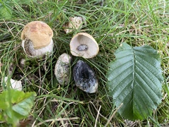 Leccinellum pseudoscabrum