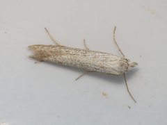 Pterolonche pulverulenta