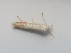 Pterolonche pulverulenta