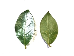 Ficus punctata