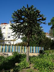 Araucaria araucana