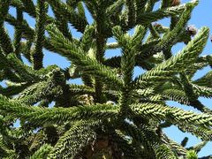 Araucaria araucana