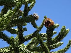 Araucaria araucana