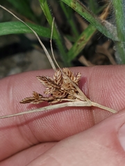 Cyperus bipartitus