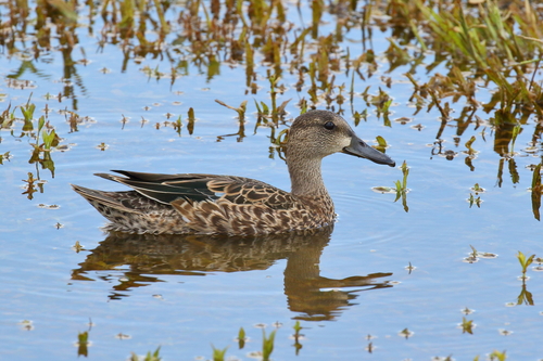 Blue-winged Teal, photo 8 of 9