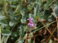 Thymus praecox britannicus