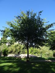 Quercus palustris