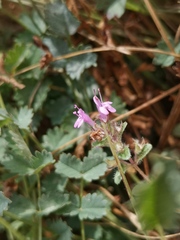 Thymus praecox britannicus