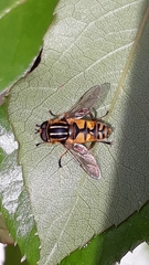 Helophilus pendulus