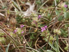Thymus praecox britannicus
