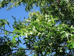 Quercus palustris